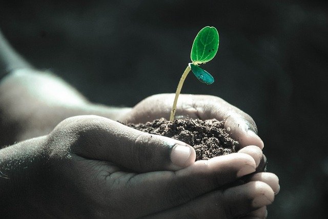 planta un árbol