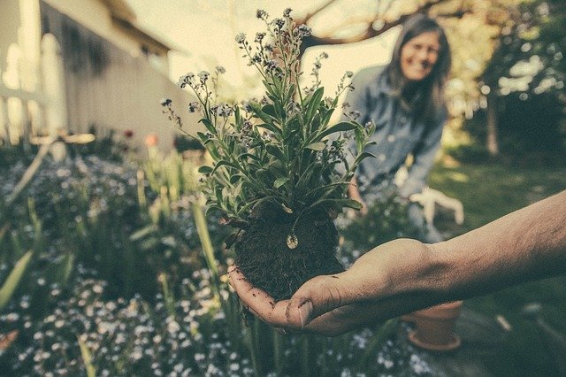 jardinería