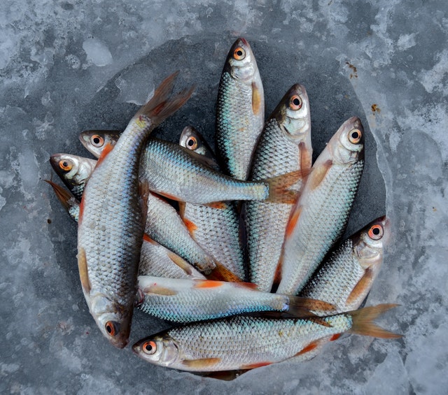 granja de peces
