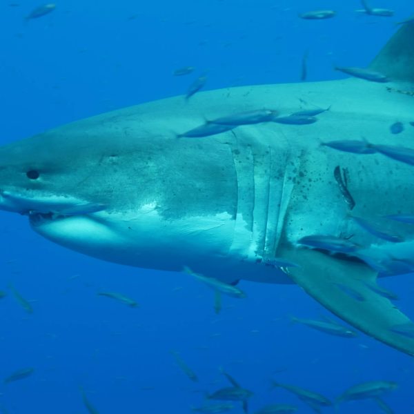 10-datos-esclarecedores-sobre-los-grandes-tiburones-blancos
