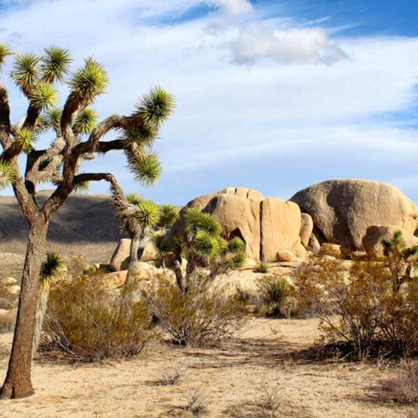 10-datos-extraordinarios-del-parque-nacional-joshua-tree-que-querras-saber