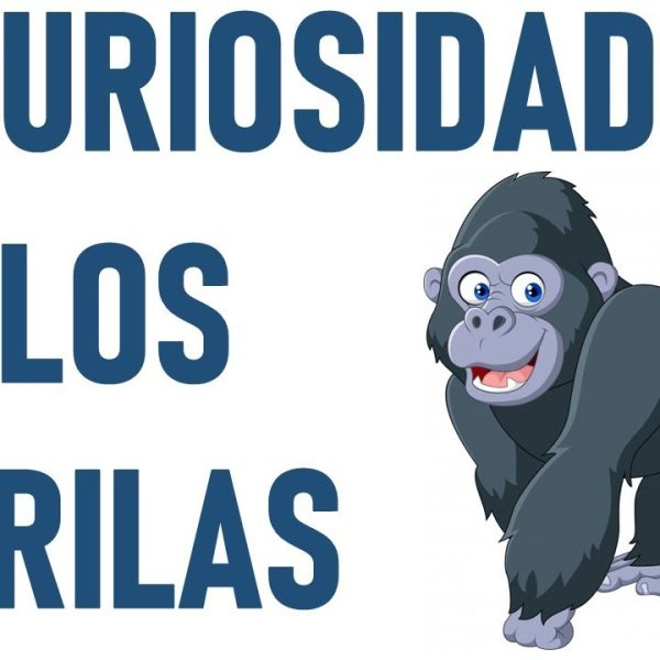 10-datos-interesantes-sobre-los-gorilas