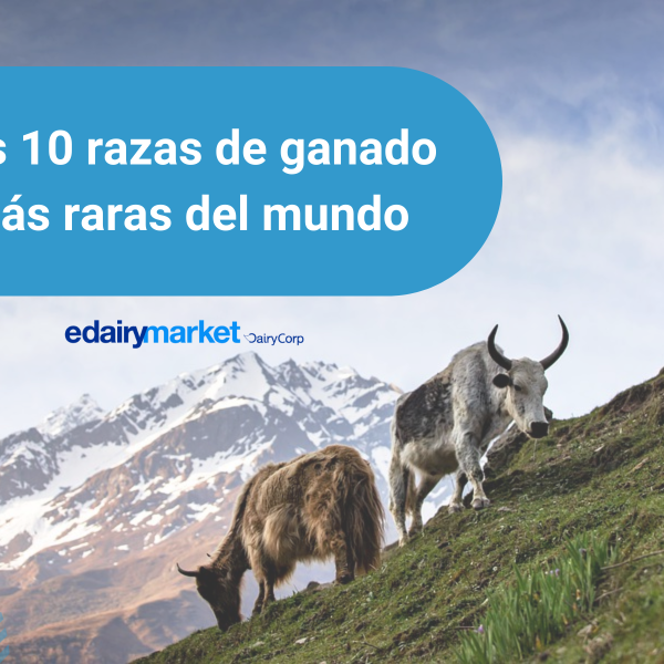 10-de-las-razas-de-ganado-mas-excepcionales