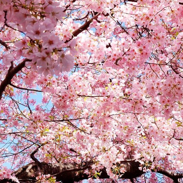 10-de-los-mejores-lugares-del-mundo-para-ver-los-cerezos-en-flor