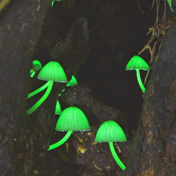 10-hongos-bioluminiscentes-que-brillan-en-la-oscuridad