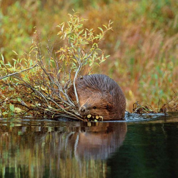 10-ingenieros-de-ecosistemas-que-crean-nuevos-habitats