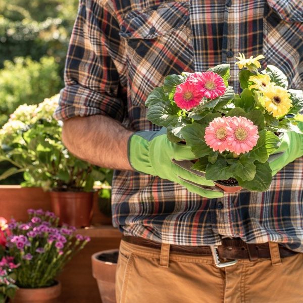 10-plantas-encantadoras-para-el-dia-de-san-valentin