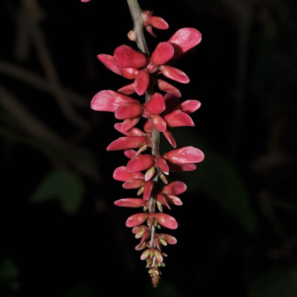 10-plantas-extintas-con-una-historia-fascinante