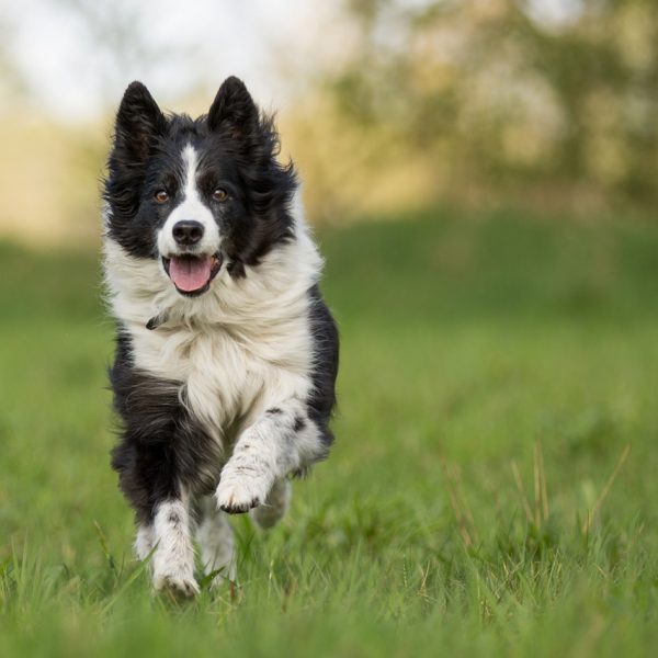 11-de-los-perros-mas-interesantes-del-mundo