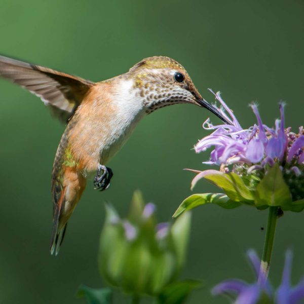11-flores-vibrantes-que-atraen-a-los-colibries