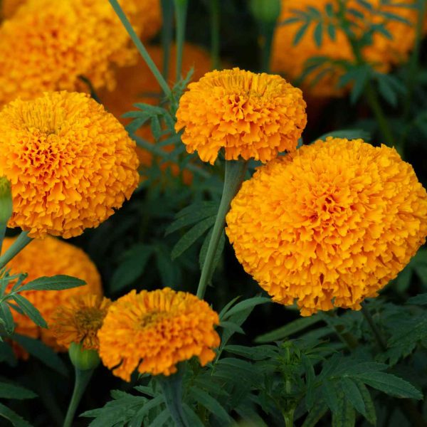 12-flores-de-bajo-mantenimiento-que-no-puedes-matar