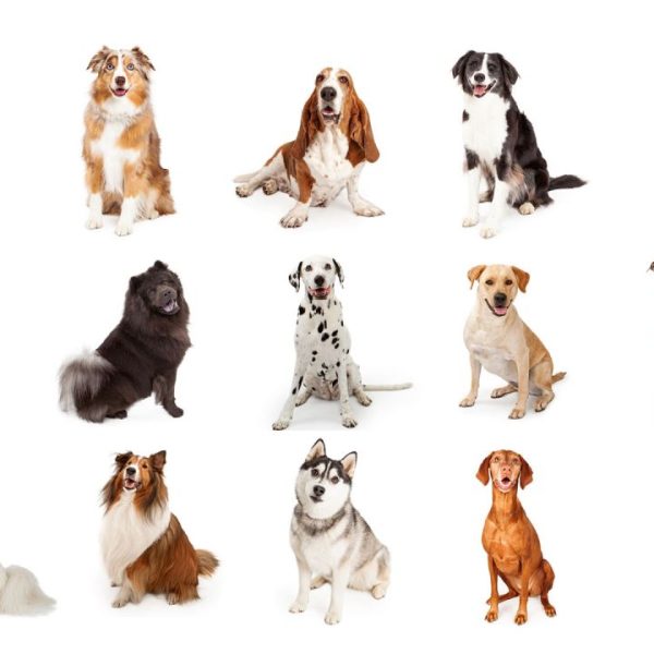 13-de-las-razas-de-perros-mas-gentiles-del-mundo