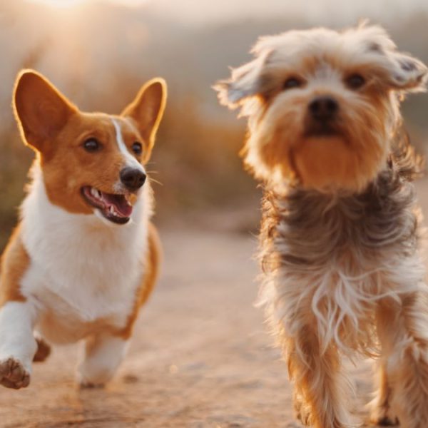 13-de-las-razas-de-perros-mas-longevas