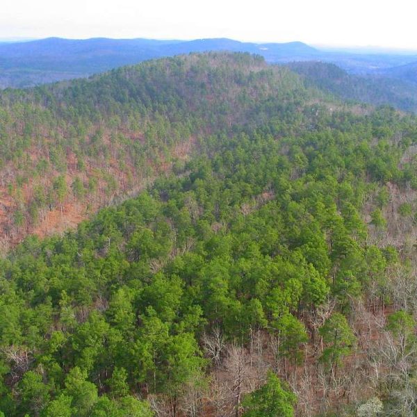 13-de-los-arboles-mas-amenazados-de-america