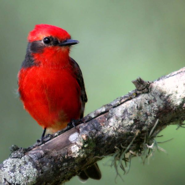 13-hermosas-aves-zancudas-que-debes-conocer