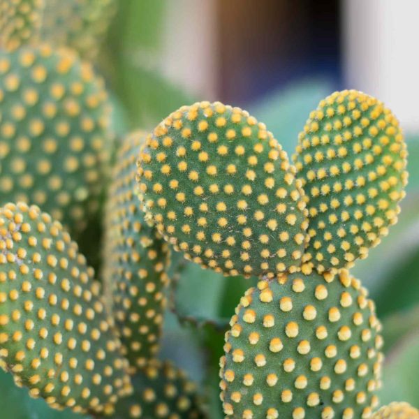 15-cactus-y-suculentas-de-interior-de-bajo-mantenimiento