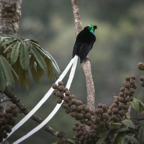 15-pajaros-con-plumas-de-cola-espectacularmente-elegantes