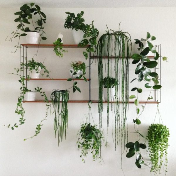 15-plantas-colgantes-de-interior-para-reverdecer-tu-espacio