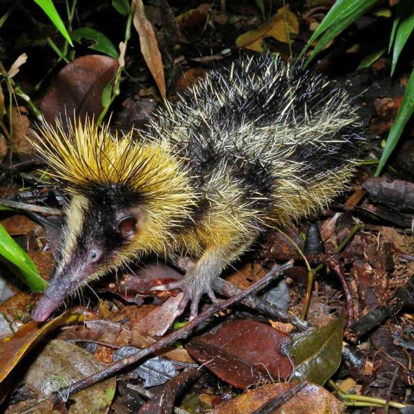 17-animales-sorprendentemente-reales