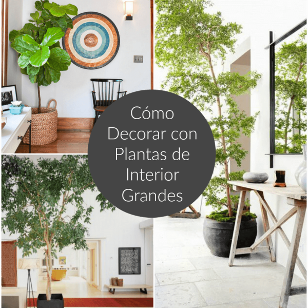 20-arboles-de-interior-unicos-para-arreglar-tu-espacio