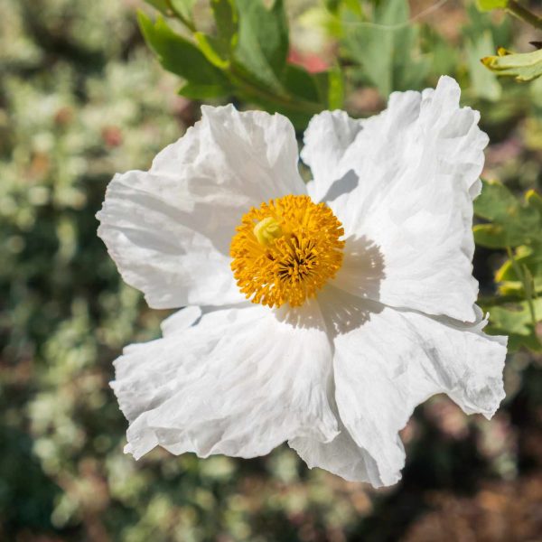 20-plantas-nativas-de-california-tolerantes-a-la-sequia-arbustos-flores-y-mas