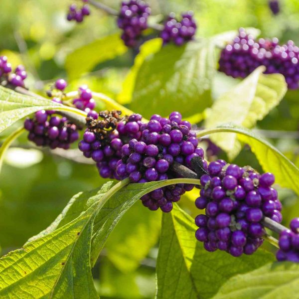 20-plantas-nativas-de-florida-que-prosperan-en-el-calor-y-la-humedad-del-estado