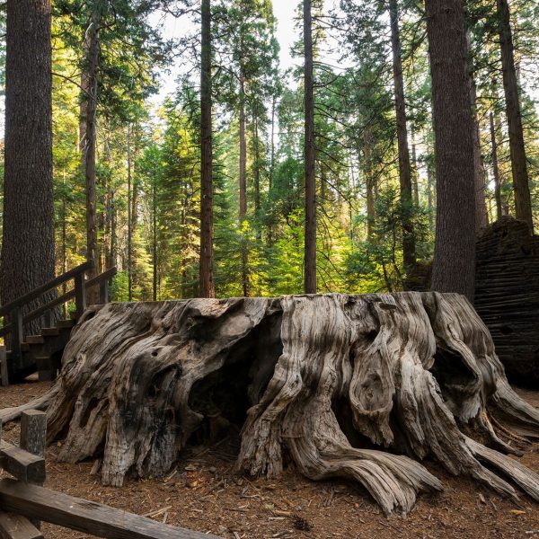 6-de-los-arboles-mas-amenazados-del-mundo-tambien-se-ven-mas-extranos