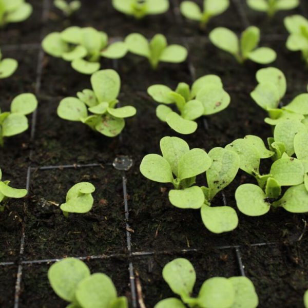 7-superalimentos-de-cosecha-propia-the-environmental-blog