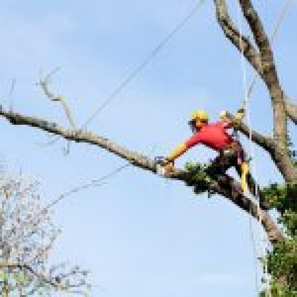 8-Sustainable-Benefits-of-Professional-Tree-Trimming-150x150.jpg