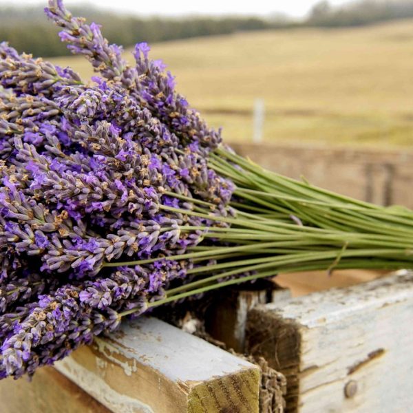 8-alternativas-ecologicas-unicas-a-las-flores-cortadas