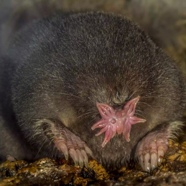 9-animales-con-narices-sorprendentemente-extranas