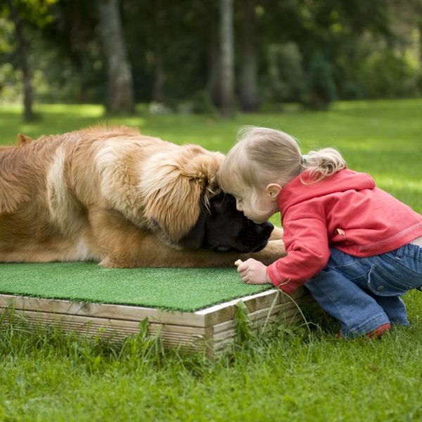 9-de-las-razas-de-perros-mas-grandes-del-mundo