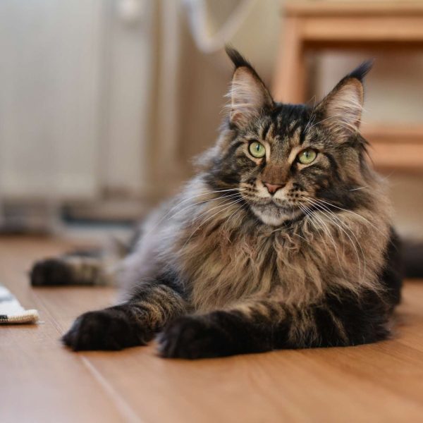 9-gatos-que-actuan-como-perros-pero-aun-tienen-rasgos-de-gatito