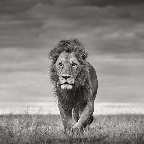 Exceptional-Creatures-Drew-Doggett-Encounter_1125px-002706a3b1754c55a6e5b6cb45a2441c.jpg