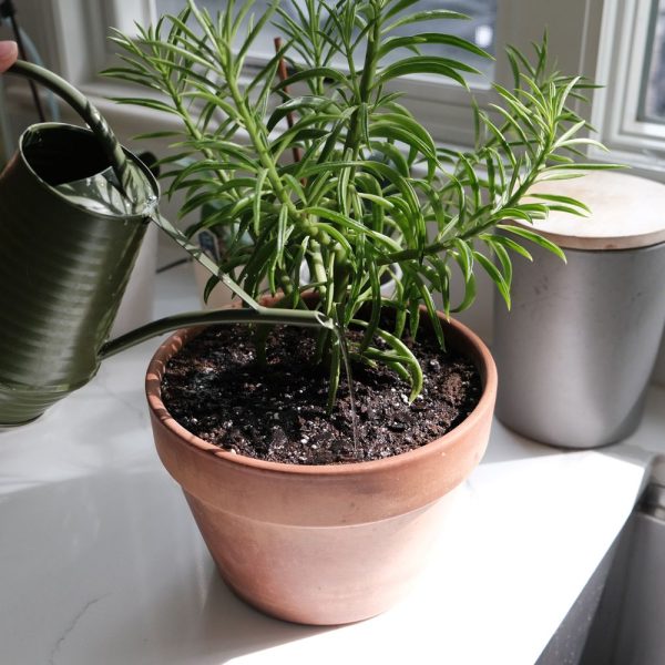 TH_how-to-bring-your-plants-indoors-for-the-fall-4863778-8-a1fff7281ea94d099875cb623f78f4f1.jpg