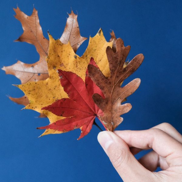 TH_learning-leaf-colors-unique-tree-families-1342823-12-139f5dfc333e431284af103fbf5009a6.jpg