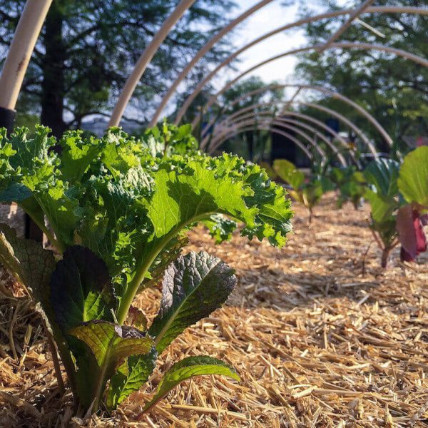 alimentar-las-ciudades-como-la-agricultura-urbana-puede-mejorar-la-seguridad-alimentaria