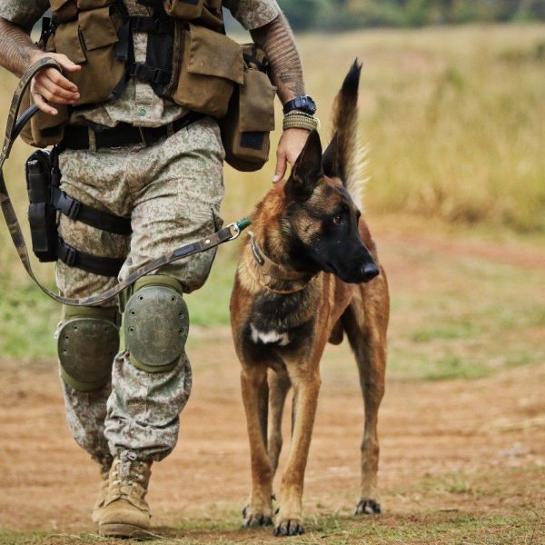 anti-poaching-dog-2945f7d2fd7f462594e6bfea11d0c49e.jpg