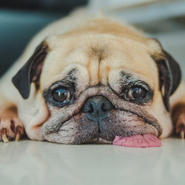 australia-occidental-prohibe-las-fabricas-de-cachorros-y-la-venta-de-perros-en-las-tiendas-de-mascotas