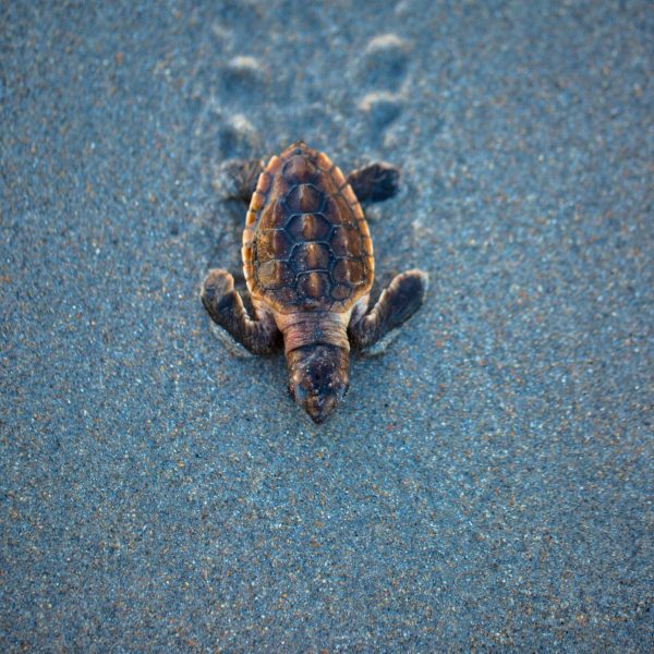 baby-sea-turtle-walking-in-the-sand-1300230789-7936858c3826442a8bfac4cad77e1ef6.jpg
