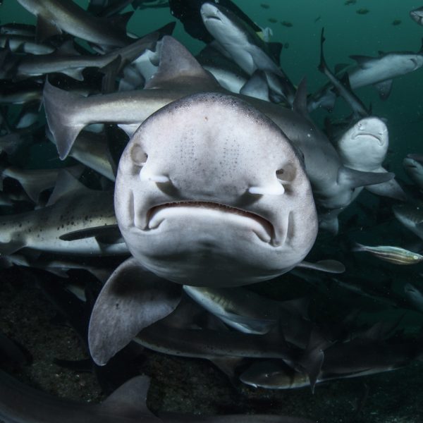 bebe-tiburon-nacido-en-tanque-sin-machos