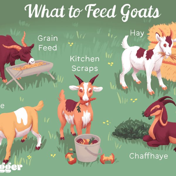 como-alimentar-y-cuidar-cabras-en-la-granja-pequena