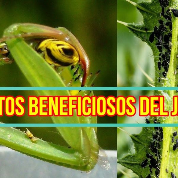 como-atraer-insectos-buenos-a-tu-jardin