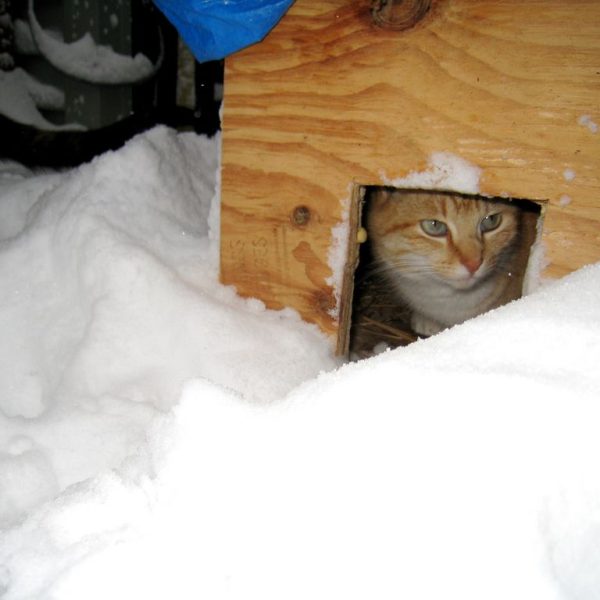 como-ayudar-a-los-animales-callejeros-a-sobrevivir-el-invierno