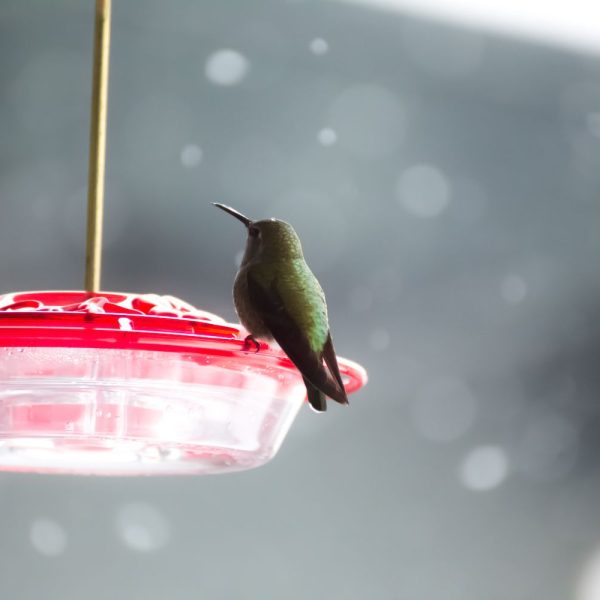 como-ayudar-a-los-colibries-durante-el-invierno