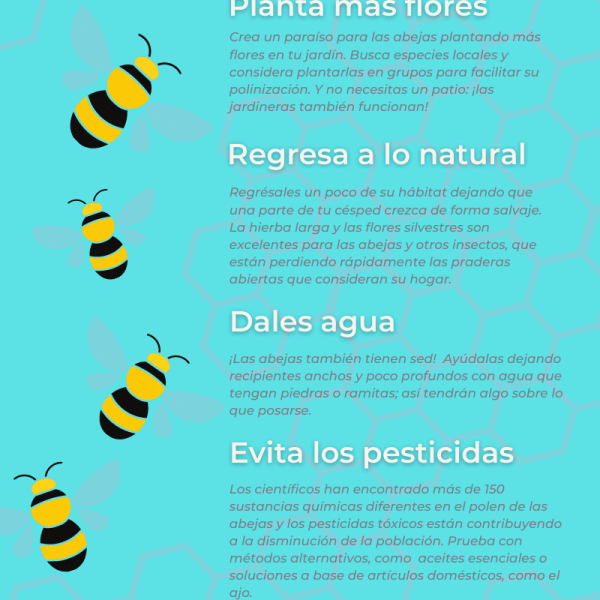 como-ayudar-a-salvar-a-las-abejas-locales