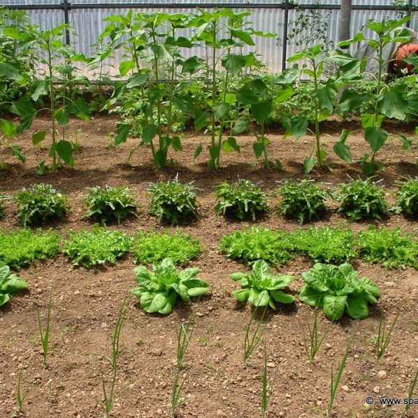 como-crear-una-cosecha-durante-todo-el-ano