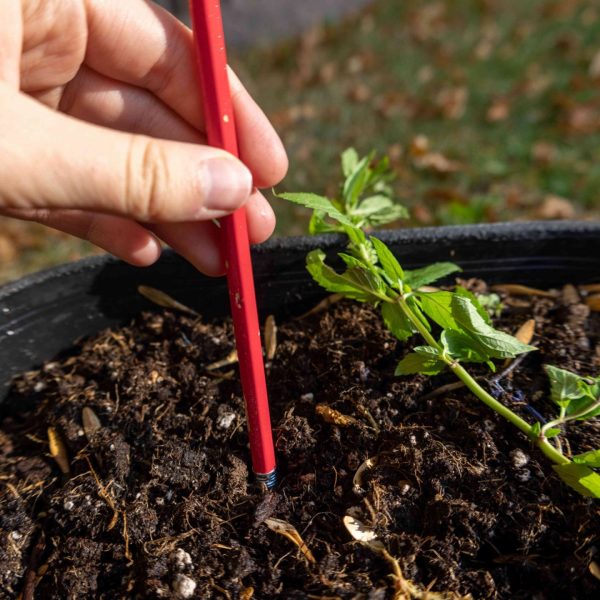 como-cultivar-menta-fresca-en-tu-jardin-de-hierbas
