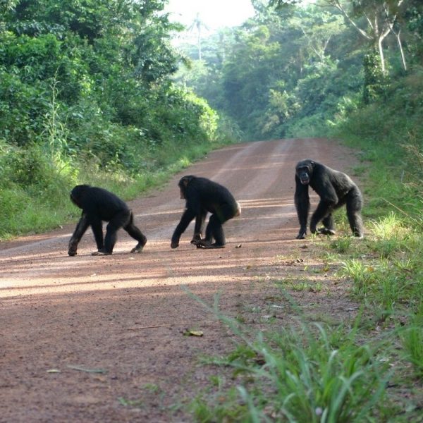como-danan-las-carreteras-a-los-chimpances