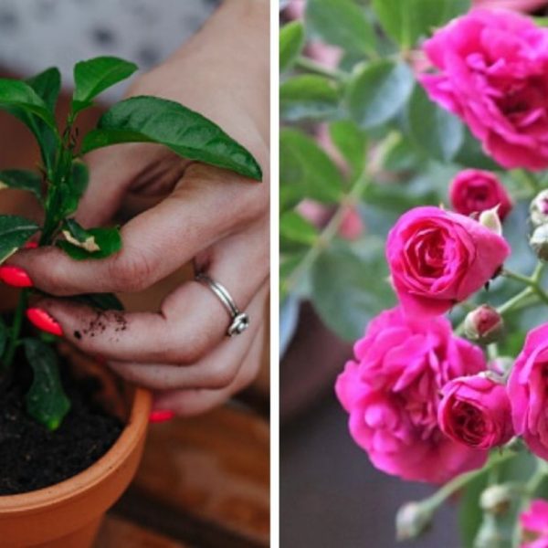 como-dejar-que-el-follaje-florezca-en-tu-jardin